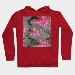 Caladiums In My Garden Hoodie